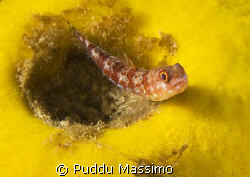 nokon d2x 6omm macro by Puddu Massimo 